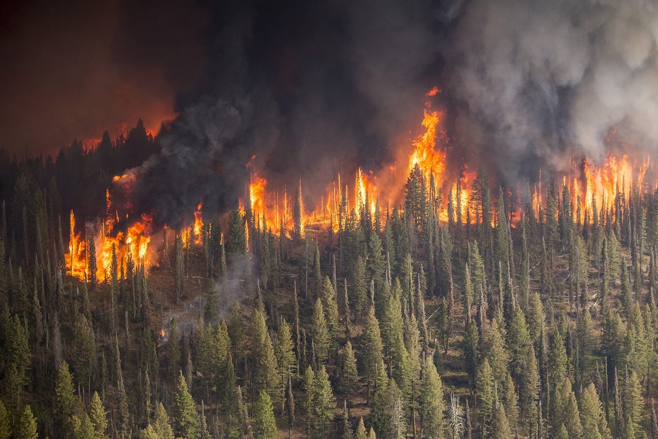 forest fire, wildfire, blaze