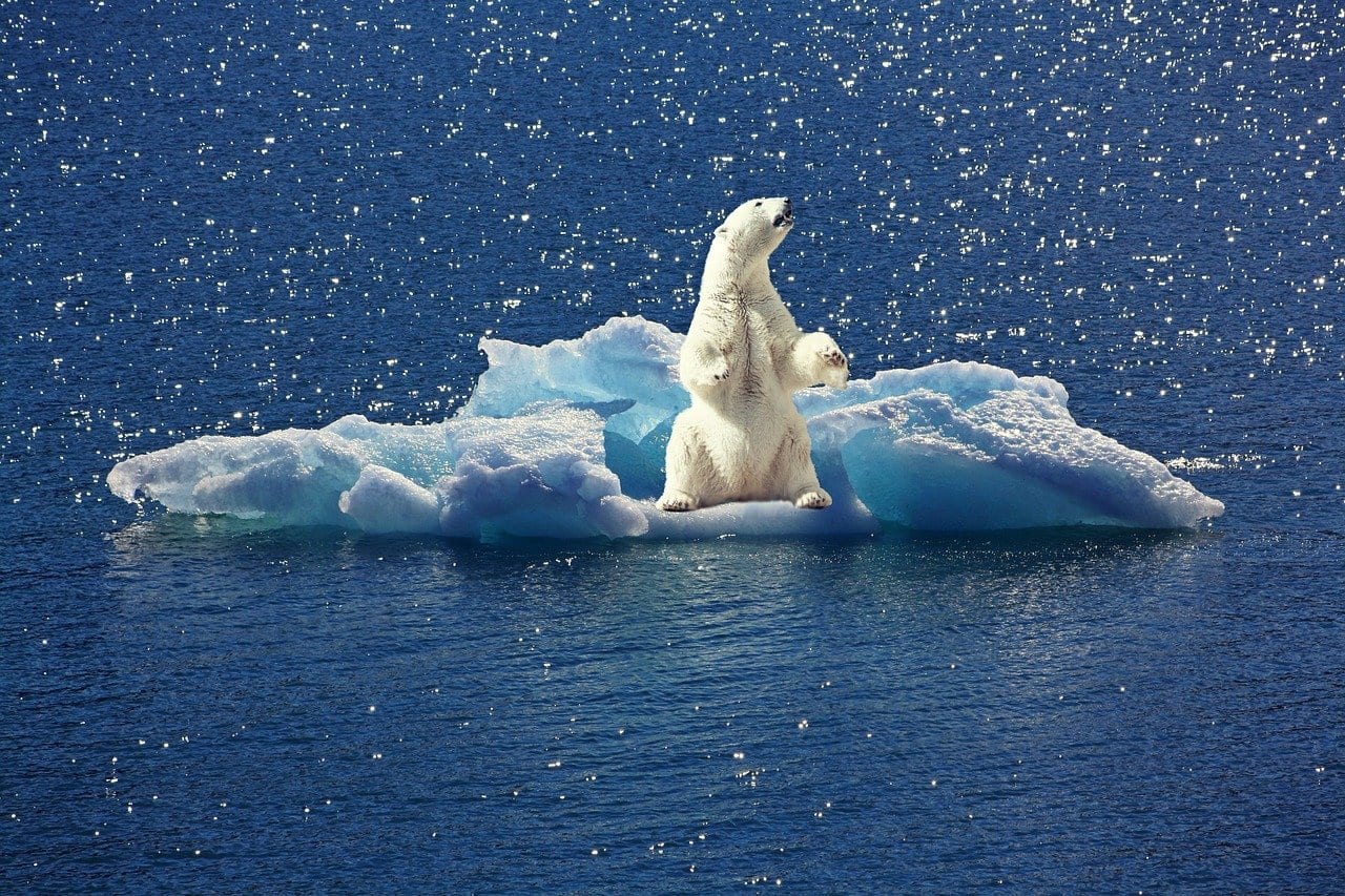 polar bear, iceberg, ice floe