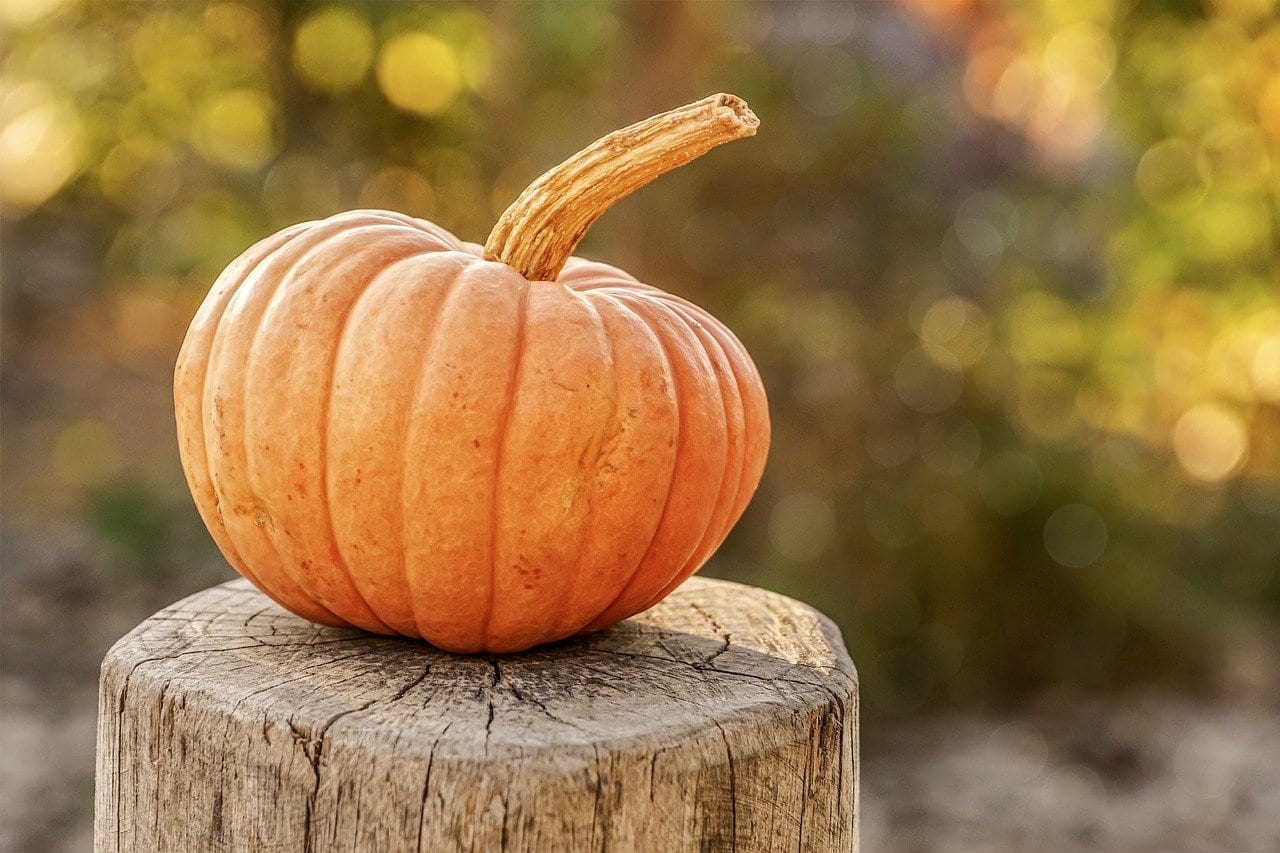 pumpkin, autumn, harvest